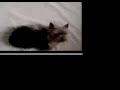 Tiger plays dead Tiger plays dead