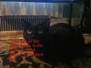 olivia-creampuff-pleads-for-world-peace.html