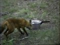 A Very Cautious Fox