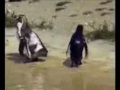 Crazy techno penguin