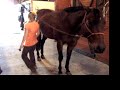 Ima Chocolate Zippo--Quarter Horse For Sale