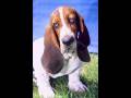 videos de funny pic of dogs