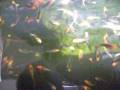 Koi Fingerling Frenzy