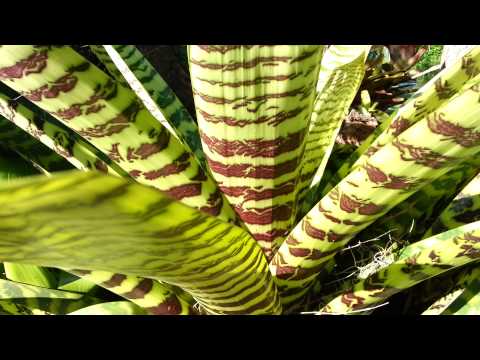 how to care for bromeliad vriesea