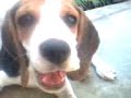 Meu menini lindo Meu menini lindo