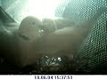 Dove Nesting webcam Dove Nesting webcam