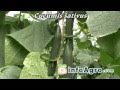 Cultivo del pepino