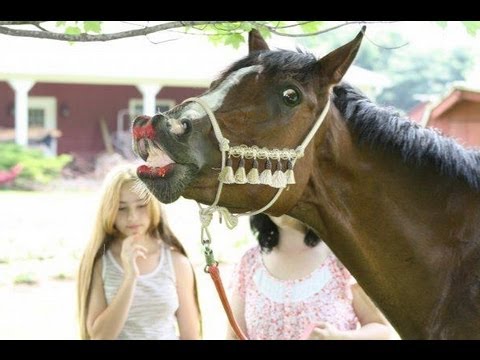 Овсянка: снижение холестерина, что есть чтобы похудеть