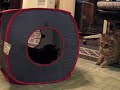 3CoolKats Ep. 40, Suzy Is The Queen Of The Crinkle Cube!!! 3CoolKats Ep. 40, Suzy Is The Queen Of The Crinkle Cube!!!
