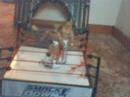 Action Wrestling Federation Episode 1 Part 1