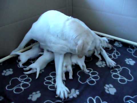 White lab puppies at 9 days old