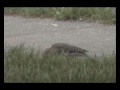 Northern Flicker visits Sharonville Ohio