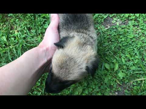 Kiaras Miss Lavender Video 1
