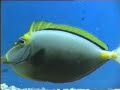 Pesci Tropicali.m4v