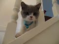 British Shorthair Kitten - Cookie Monster