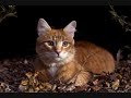 Sandpaw/Sandstorm Audition Sandpaw/Sandstorm Audition