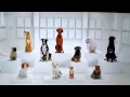 Dogs barking Star Wars