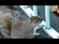 videos de gray squirrel
