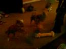attacking the stick dogs