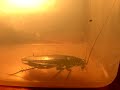 Our First Cockroach??High Definition) Our First Cockroach??High Definition)