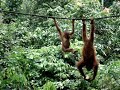 Baby orangutan at Sepilok, Malaysia