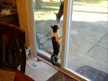 Cat_vs_Squirrel.wmv