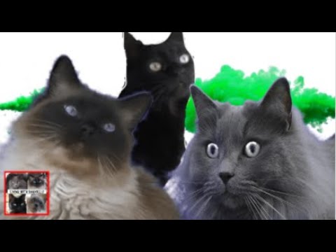 Who are the Ragdoll gang? Living with Ragdolls cats
