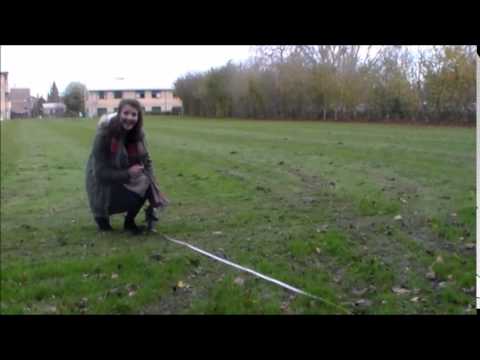 how to belt transect