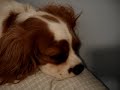 My Cavalier King Charles snoring in the middle of the night My Cavalier King Charles snoring in the middle of the night