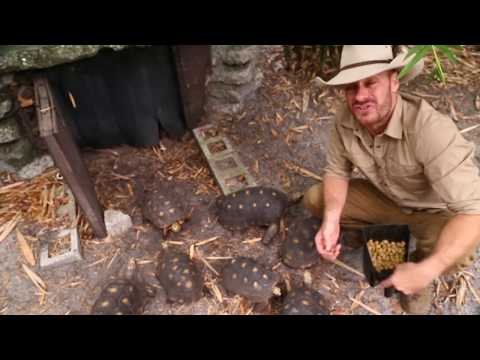 YouTube reptile video