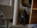 Bengal Cat Mischief vs Blue Mouse & Moggie Katala