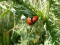Coccinella septempunctata
