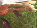 Paarung von betta splendens Fundort Rajong 