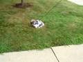 Oliver Out Hoppin' Around !  849
