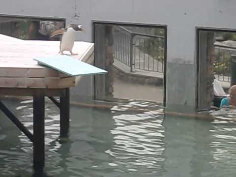 Un pinguino spaventato Un pinguino spaventato