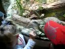 Deadly Tiger Snake @ Wildlife World in Sydney Deadly Tiger Snake @ Wildlife World in Sydney