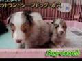 シェットランドシープドッグ(シェルティー)