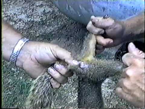 how to skin a squirrel for the skin