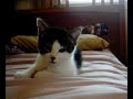My kitten falling alseep My kitten falling alseep