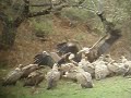 voltors menjant burra voltors menjant burra