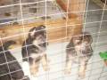 videos de German Shepards-Puppies
