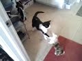 Click here to watch this video Cat vs Dog