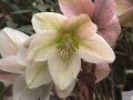 Evergreen Shade Perennials Evergreen Shade Perennials