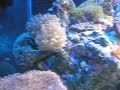 Overstocked 40 Breeder Reef Tank Overstocked 40 Breeder Reef Tank