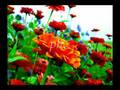 ILOCANO SONG{ANNAY-ANNAY}