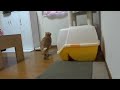 Click here to watch this video ちゃいの日常2102/05/23 - Daily life of the cat -