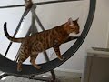 Bengal cat enjoying exercise wheel