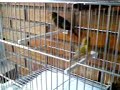 Canarios Timbrados Espa�oles