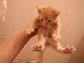 Meet the new Baby Kitties!