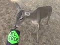 el verde